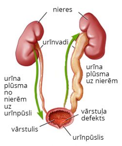 nefropatija_LV